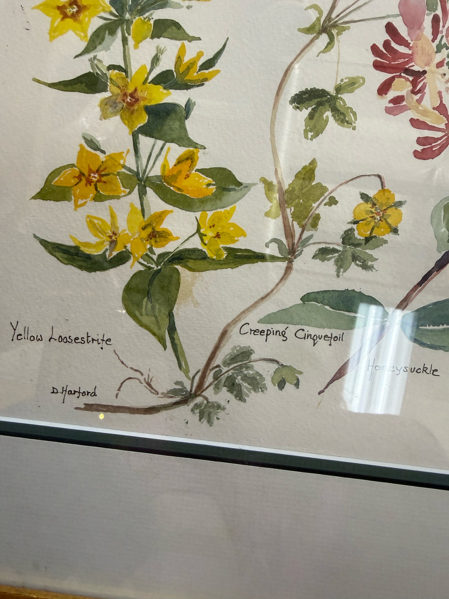 Framed Botanical Flower Watercolor Painting By D Hanford