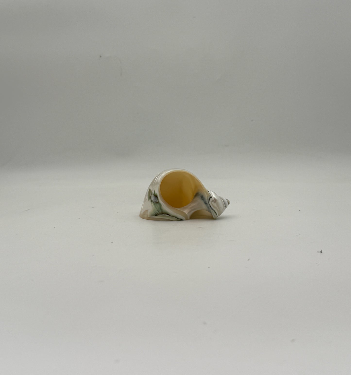 Turbo Shell Napkin Rings- Set Of 8