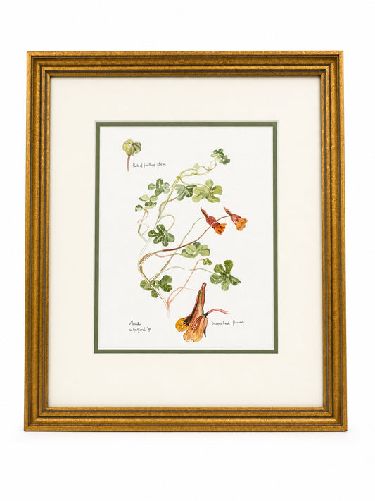 Framed Flower Botanical Watercolor Painting By D. Hanford