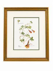 Framed Flower Botanical Watercolor Painting By D. Hanford