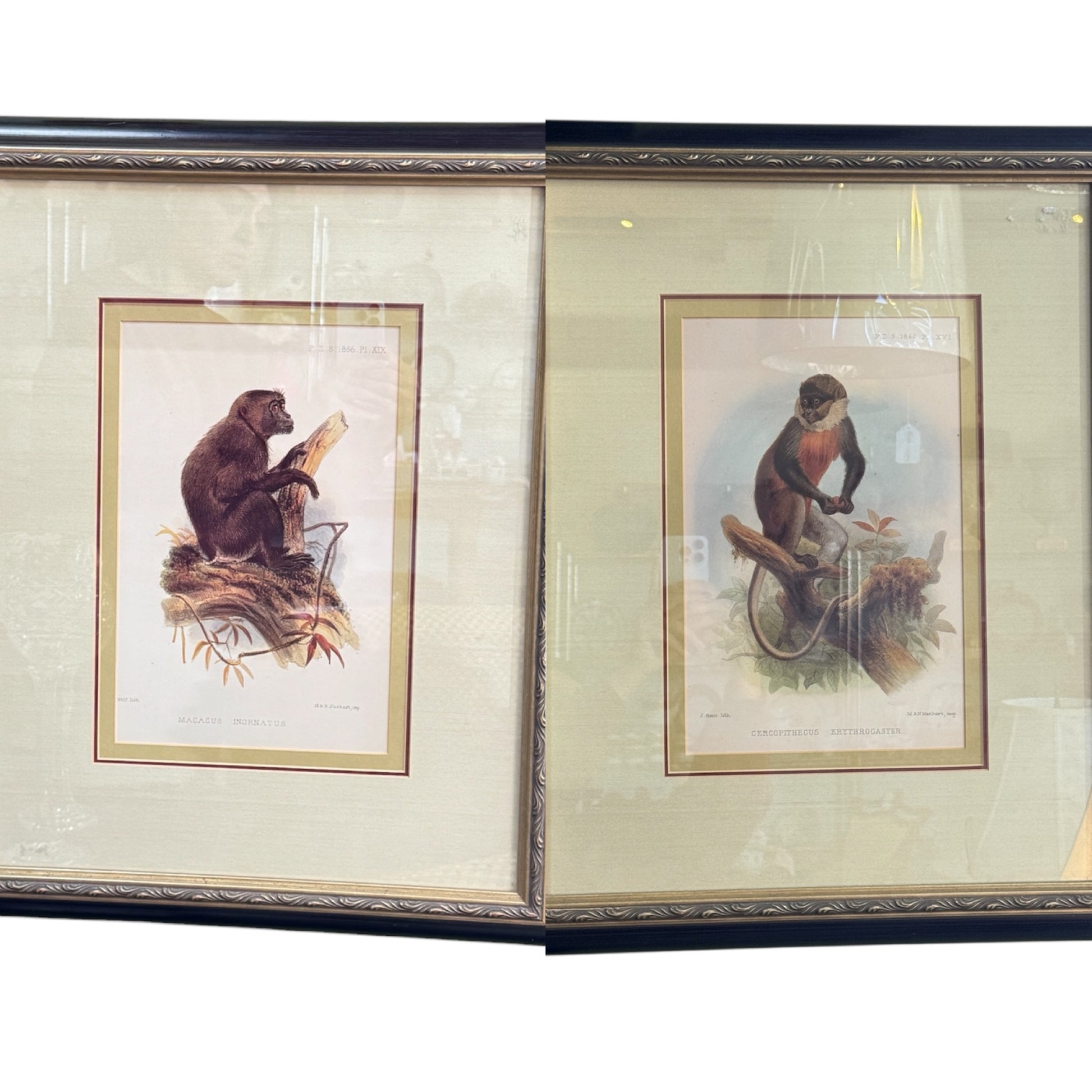 Pair of Framed Vintage Monkey Prints – Natural History Illustrations