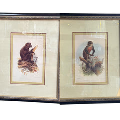 Pair of Framed Vintage Monkey Prints – Natural History Illustrations