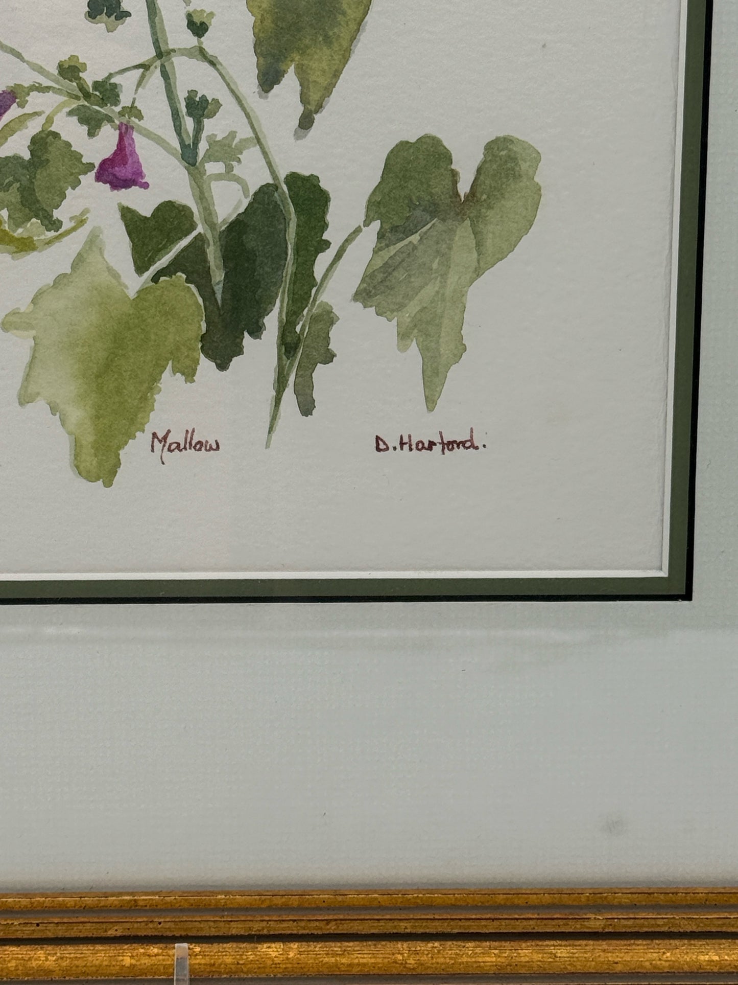 Framed Botanical Watercolor Painting By D. Hanford