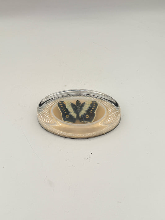 Butterfly Specimen Paperweight