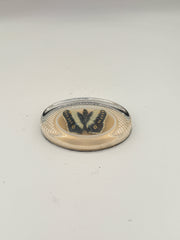 Butterfly Specimen Paperweight