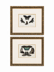 Antique Framed Hand-Colored Butterfly Engraving- Set Of 2