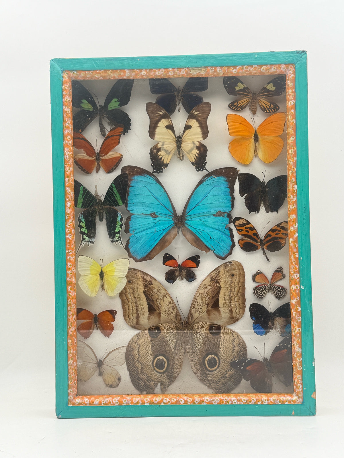 Framed Pinned Butterfly Collection