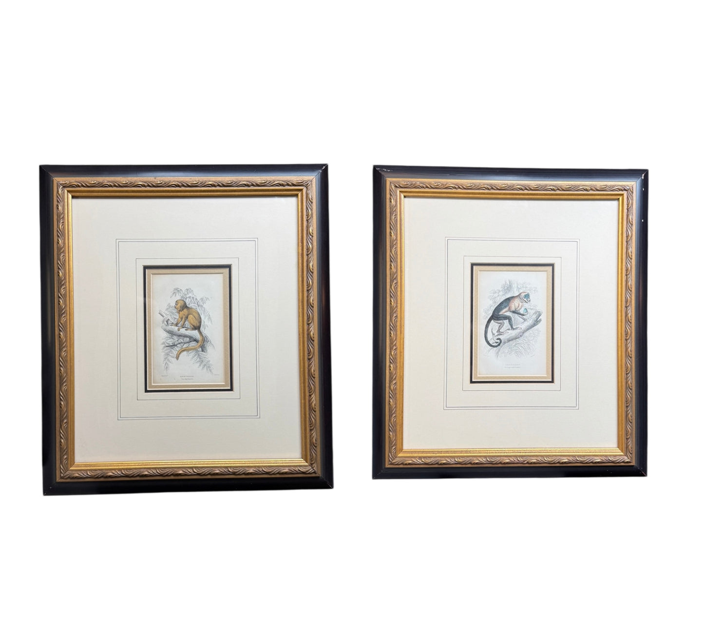 Pair of Antique Monkey Prints by Jardine, London 1854 – Framed