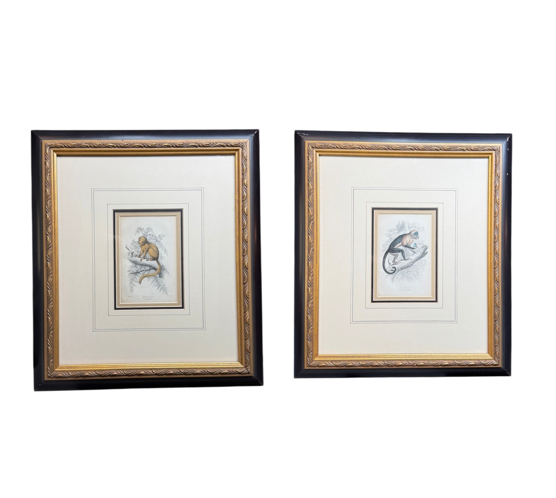 Pair of Antique Monkey Prints by Jardine, London 1854 – Framed