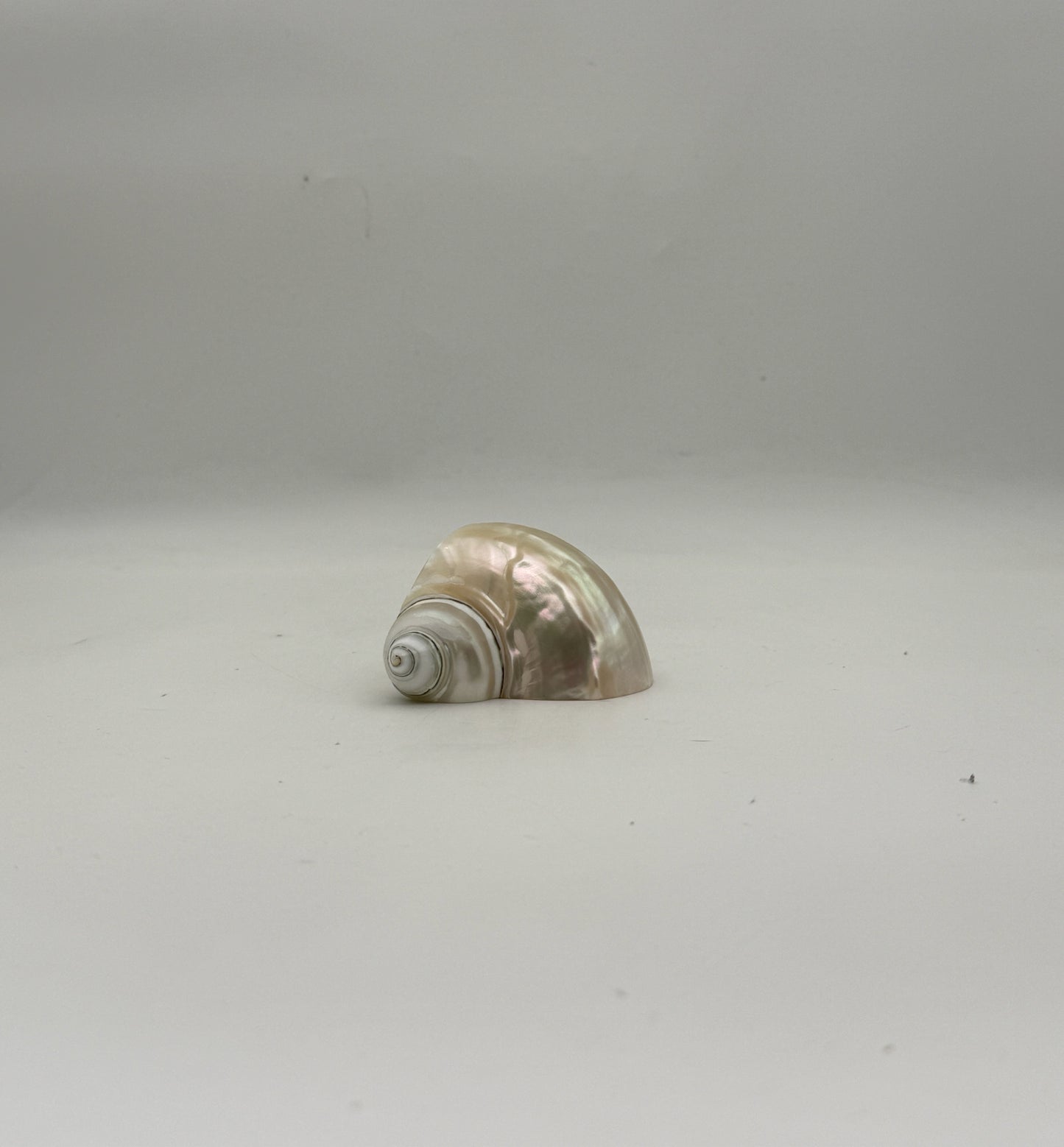 Turbo Shell Napkin Rings- Set Of 8