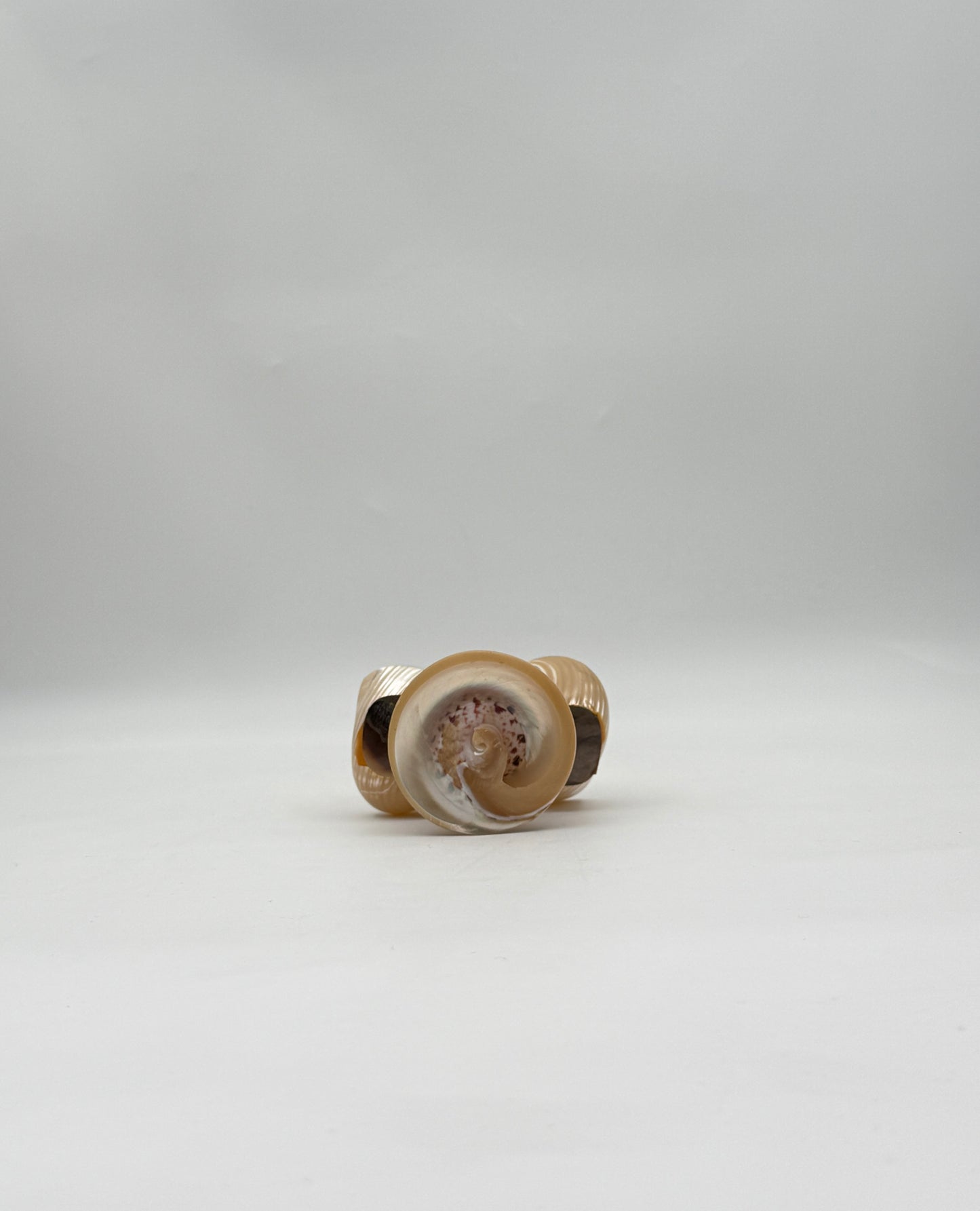 Polished Shell Salt & Pepper Set on Pedestal with Spoon