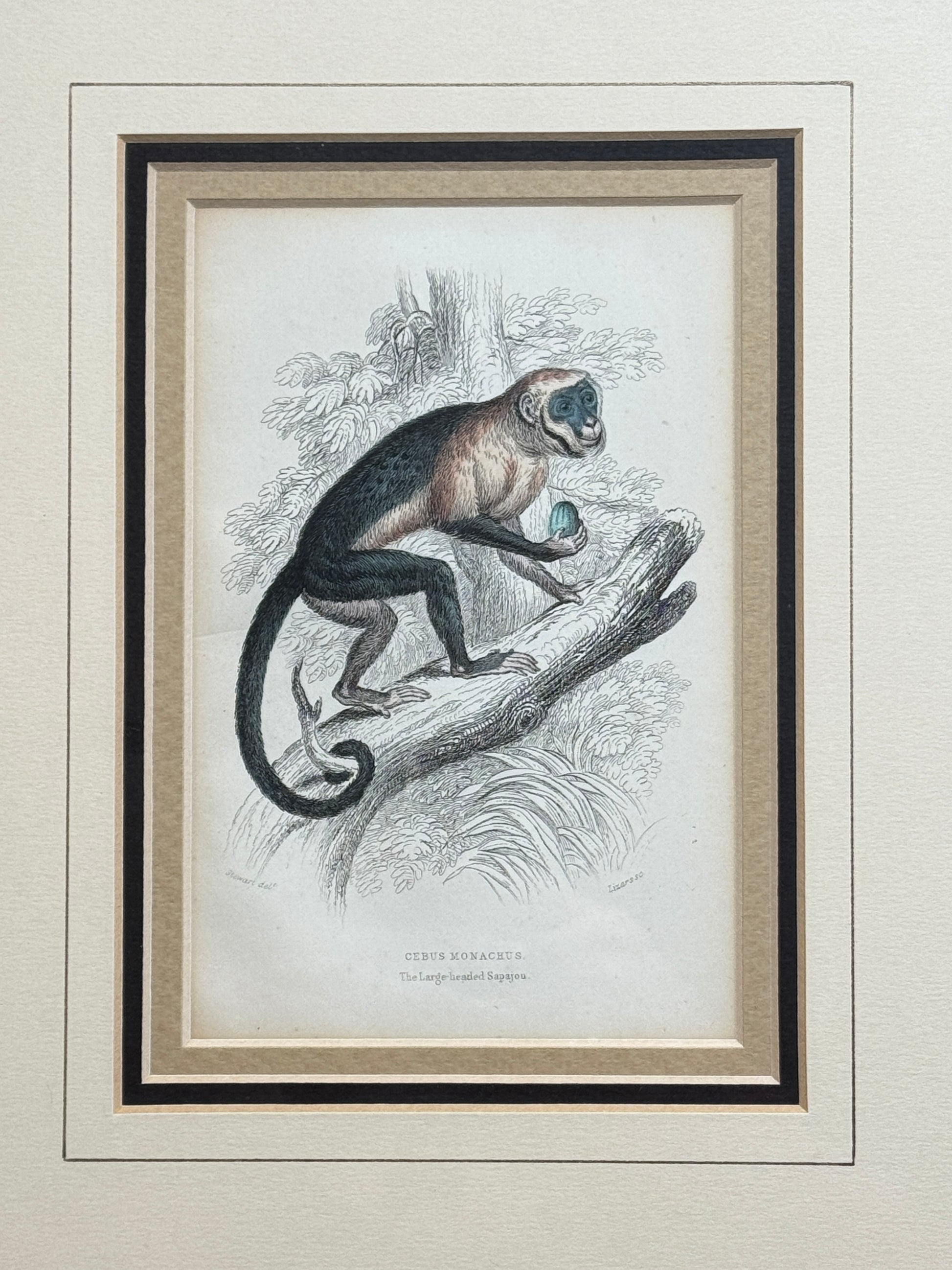 Pair of Antique Monkey Prints by Jardine, London 1854 – Framed