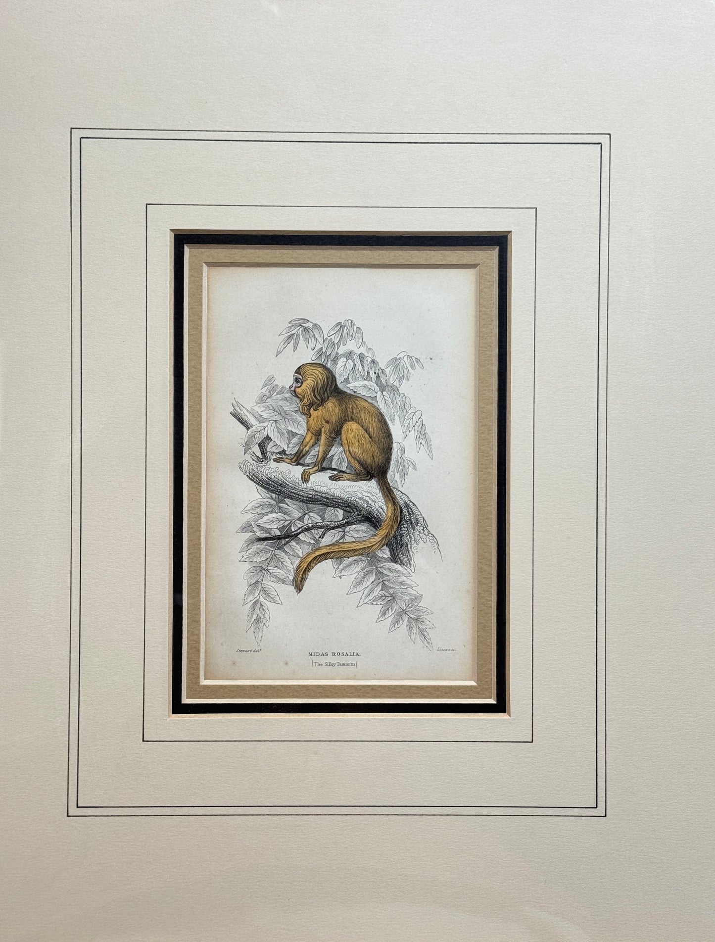 Pair of Antique Monkey Prints by Jardine, London 1854 – Framed