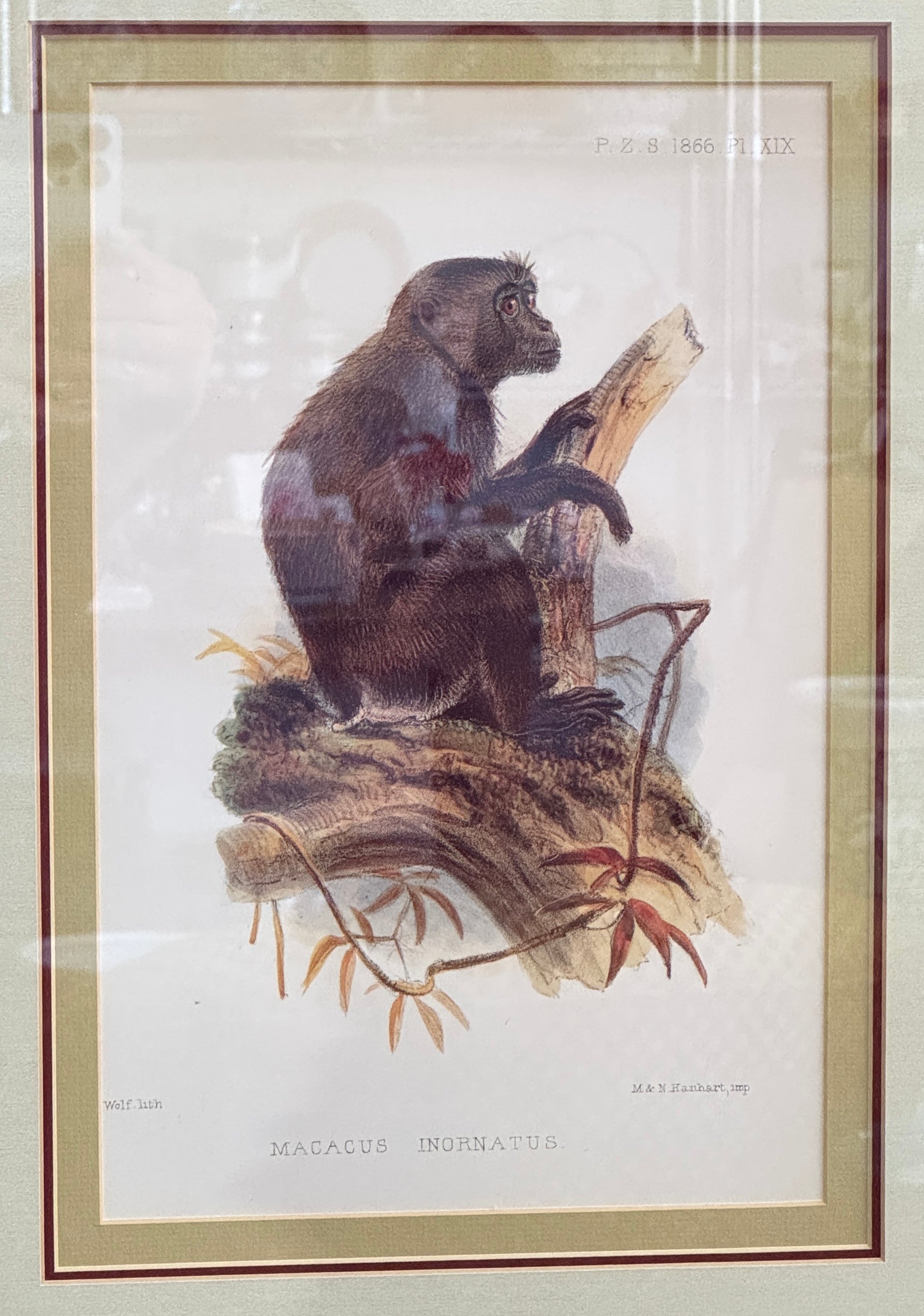 Pair of Framed Vintage Monkey Prints – Natural History Illustrations