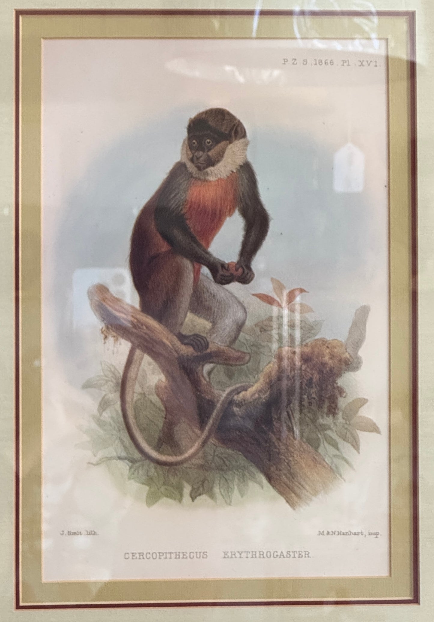 Pair of Framed Vintage Monkey Prints – Natural History Illustrations