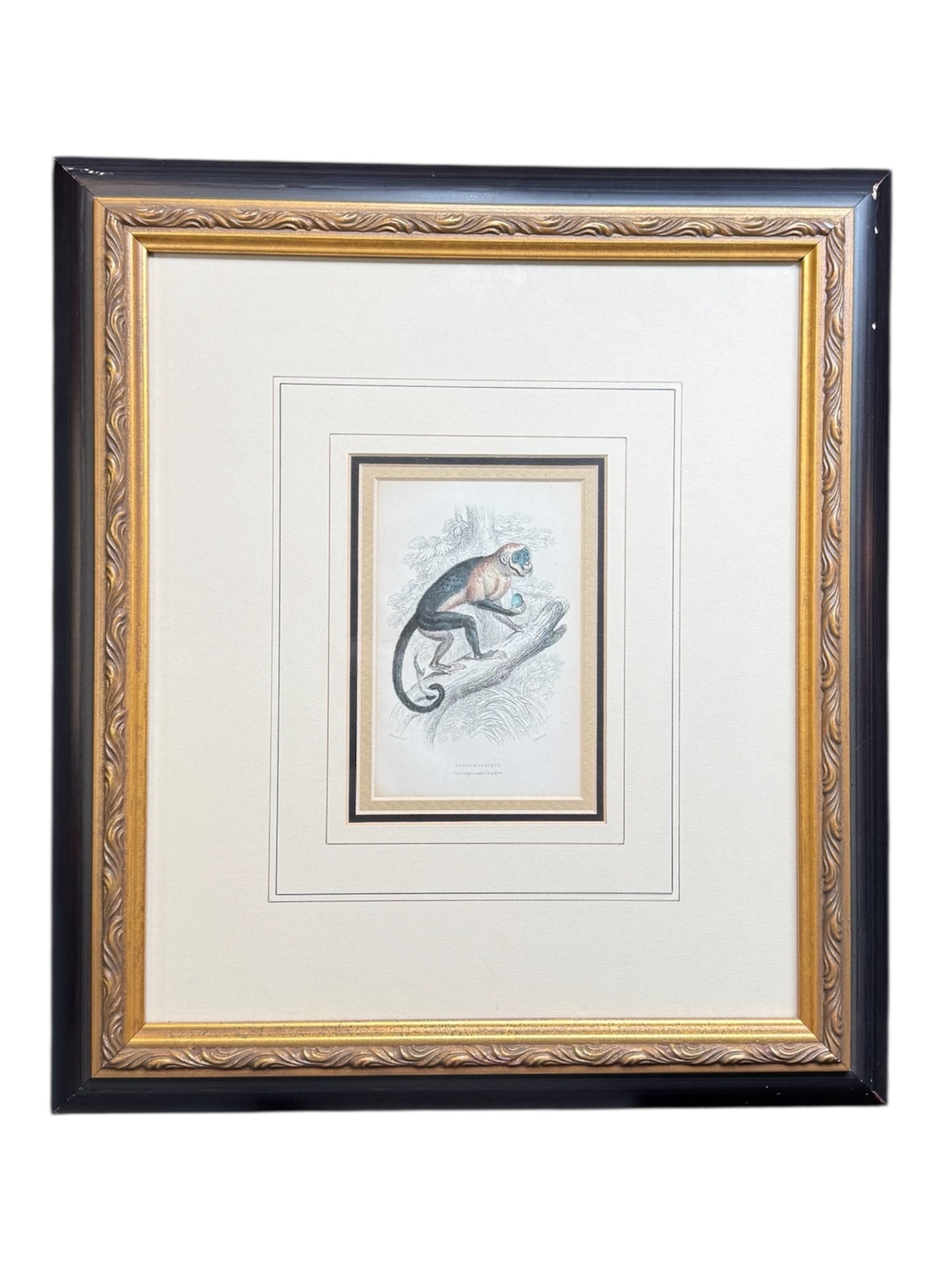 Pair of Antique Monkey Prints by Jardine, London 1854 – Framed