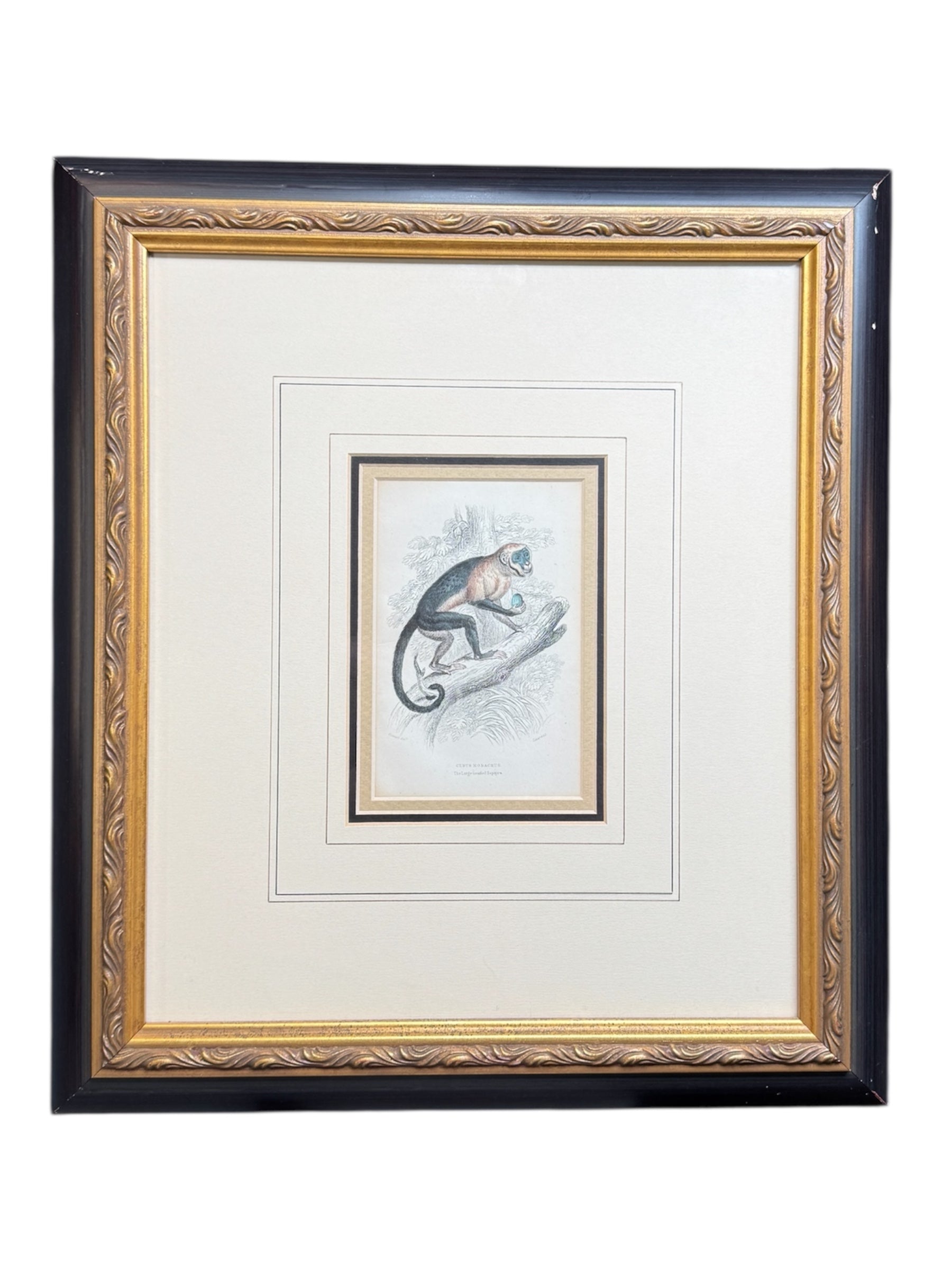 Pair of Antique Monkey Prints by Jardine, London 1854 – Framed