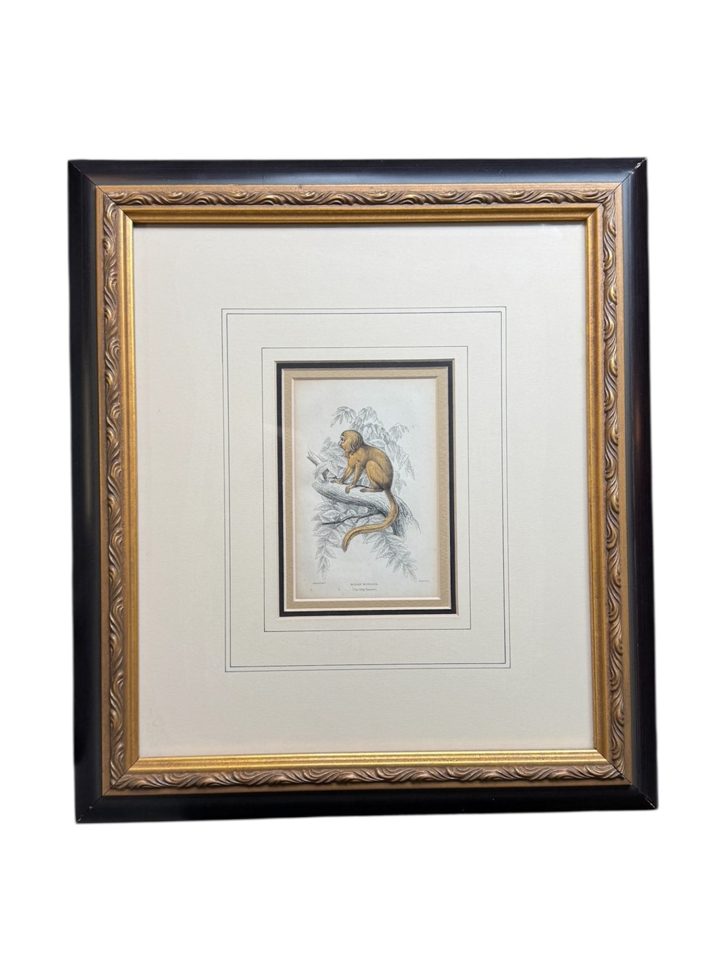 Pair of Antique Monkey Prints by Jardine, London 1854 – Framed