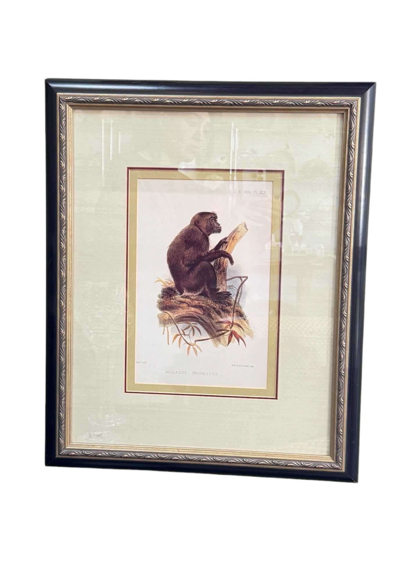 Pair of Framed Vintage Monkey Prints – Natural History Illustrations