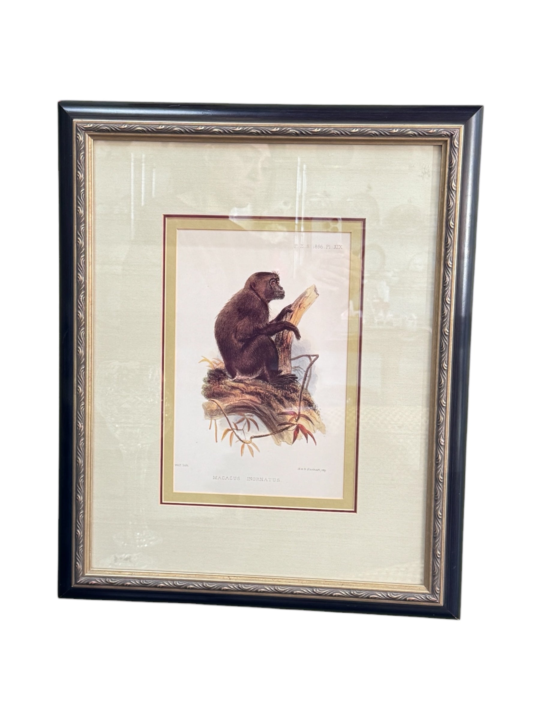 Pair of Framed Vintage Monkey Prints – Natural History Illustrations