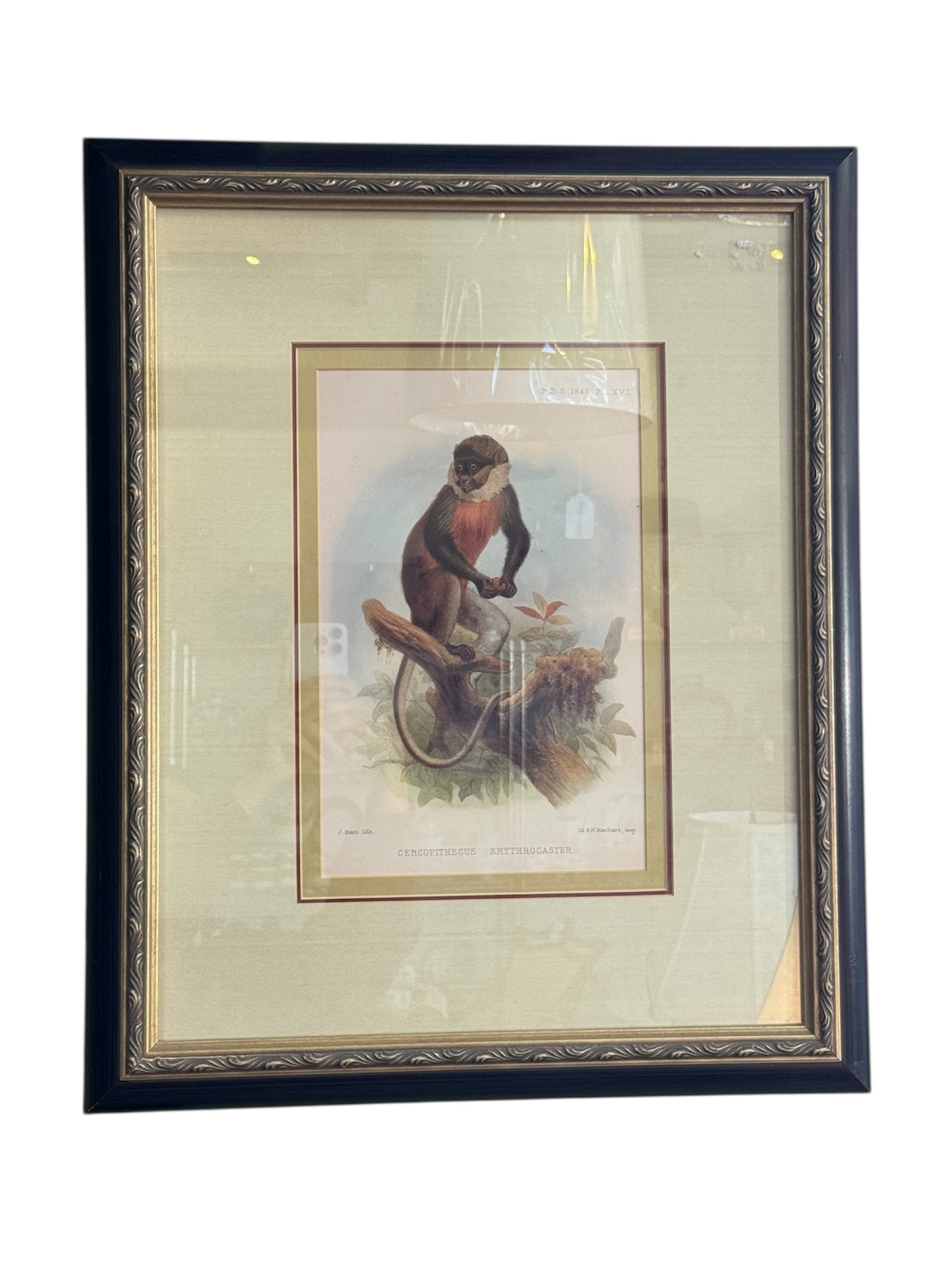 Pair of Framed Vintage Monkey Prints – Natural History Illustrations