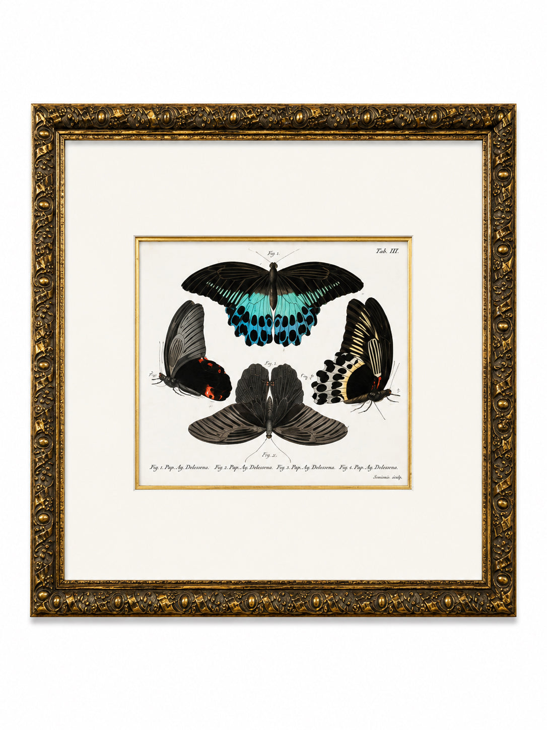 Antique Framed Hand-Colored Butterfly Engraving- Set Of 2