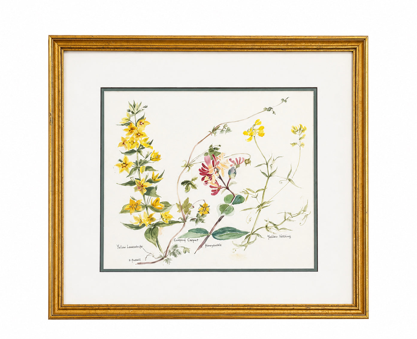 Framed Botanical Flower Watercolor Painting By D Hanford