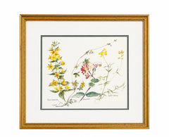 Framed Botanical Flower Watercolor Painting By D Hanford