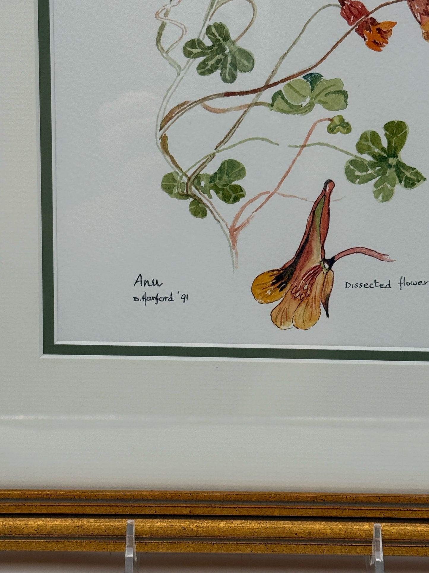 Framed Flower Botanical Watercolor Painting By D. Hanford