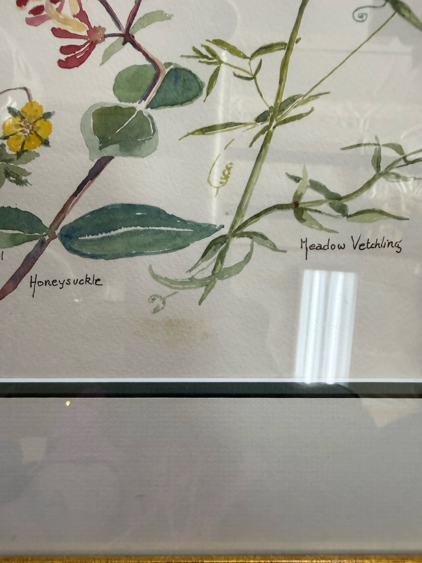 Framed Botanical Flower Watercolor Painting By D Hanford