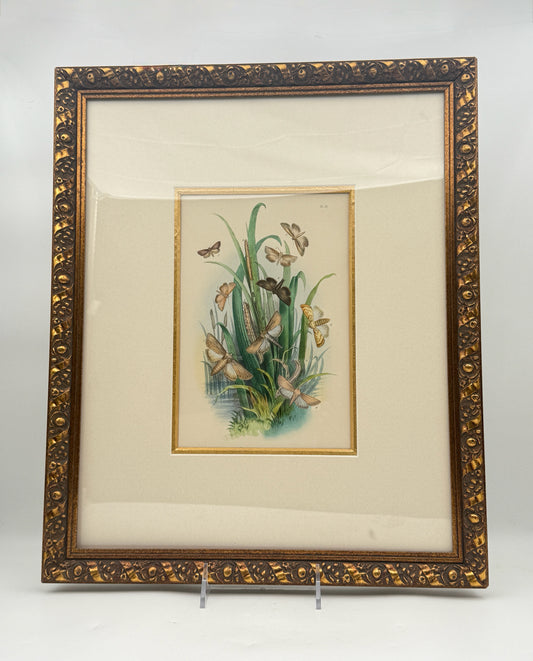 Antique Victorian Natural History Moth Plate in Gilt