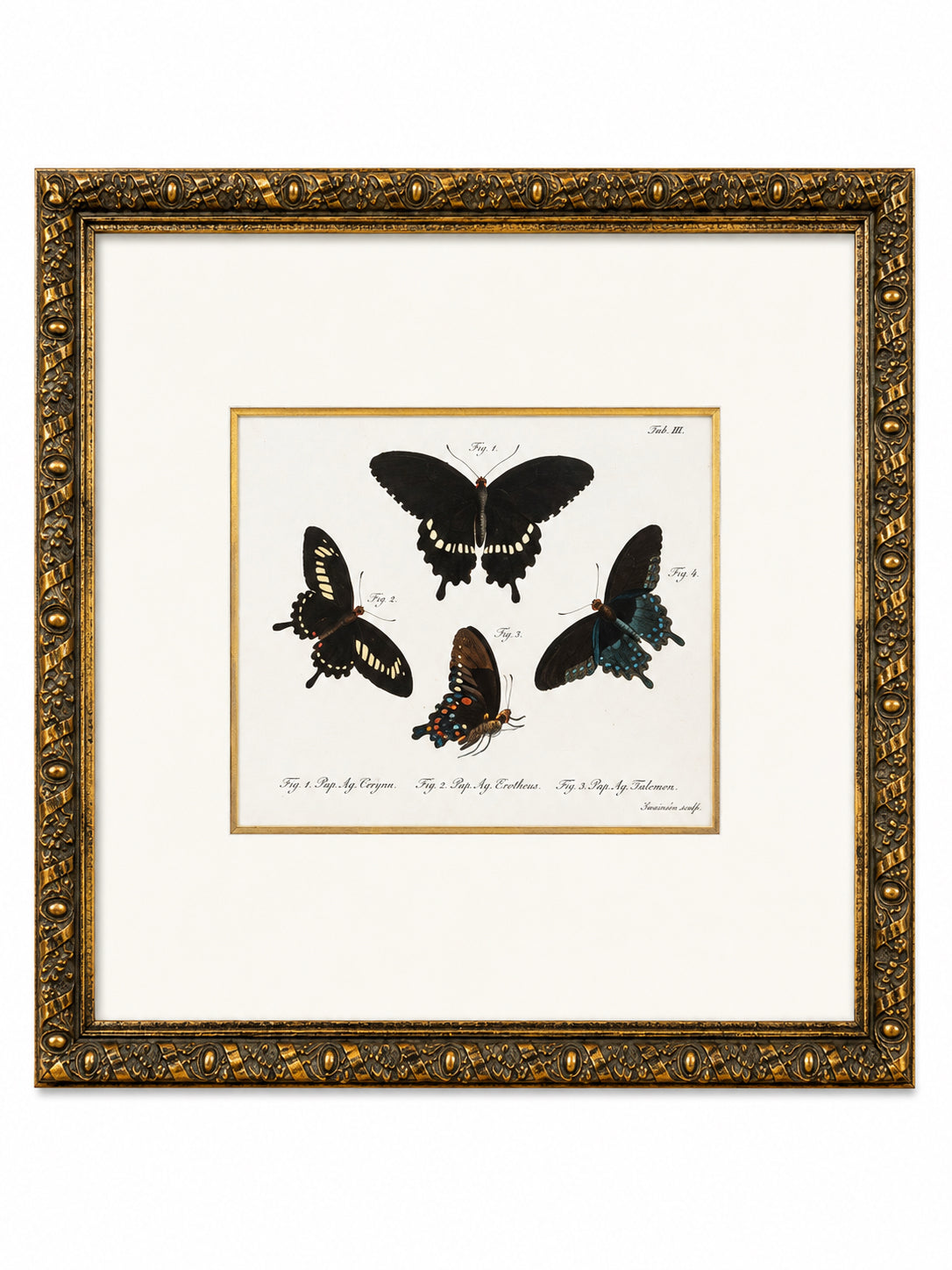 Antique Framed Hand-Colored Butterfly Engraving- Set Of 2