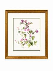 Framed Botanical Watercolor Painting By D. Hanford
