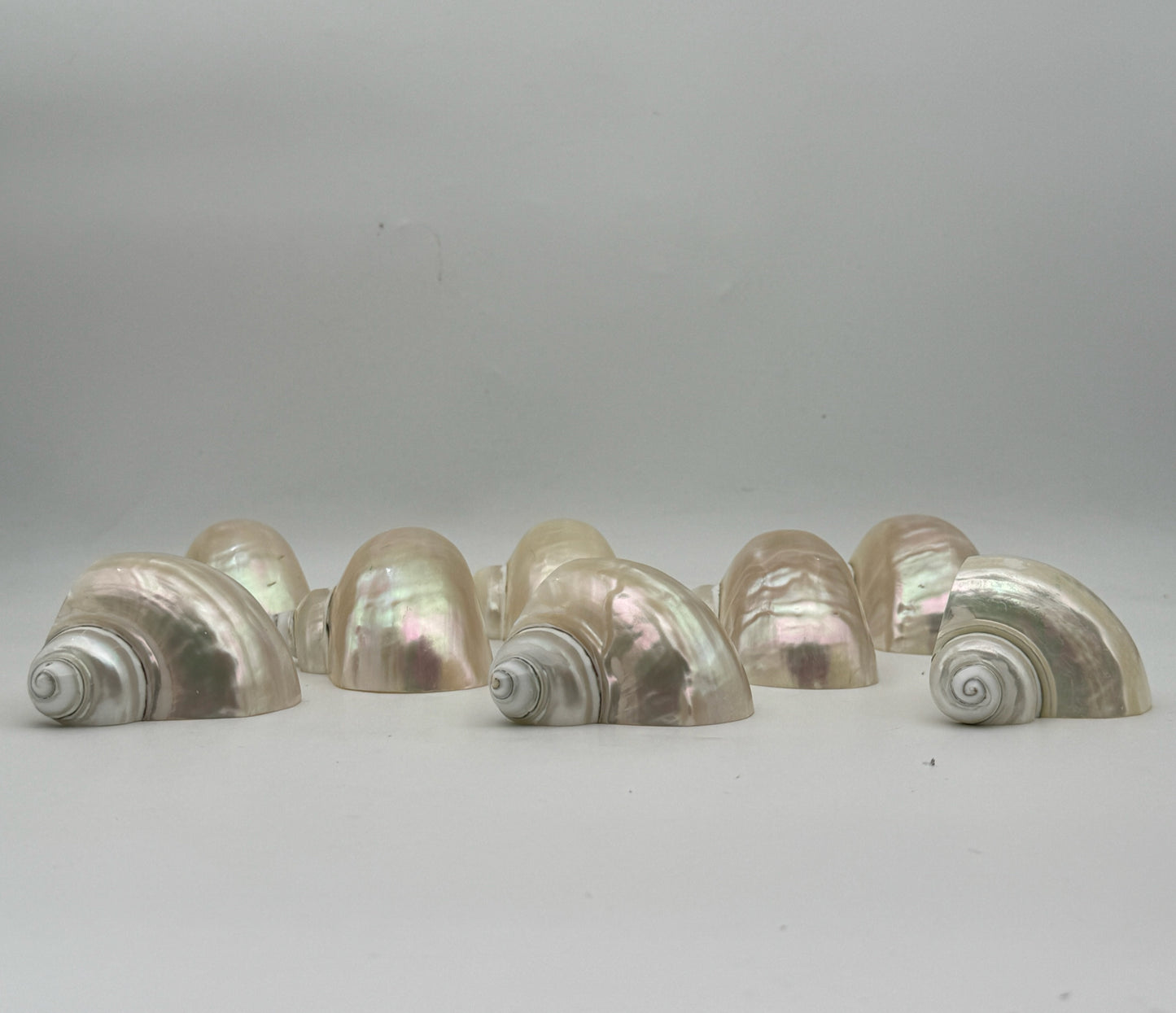 Turbo Shell Napkin Rings- Set Of 8